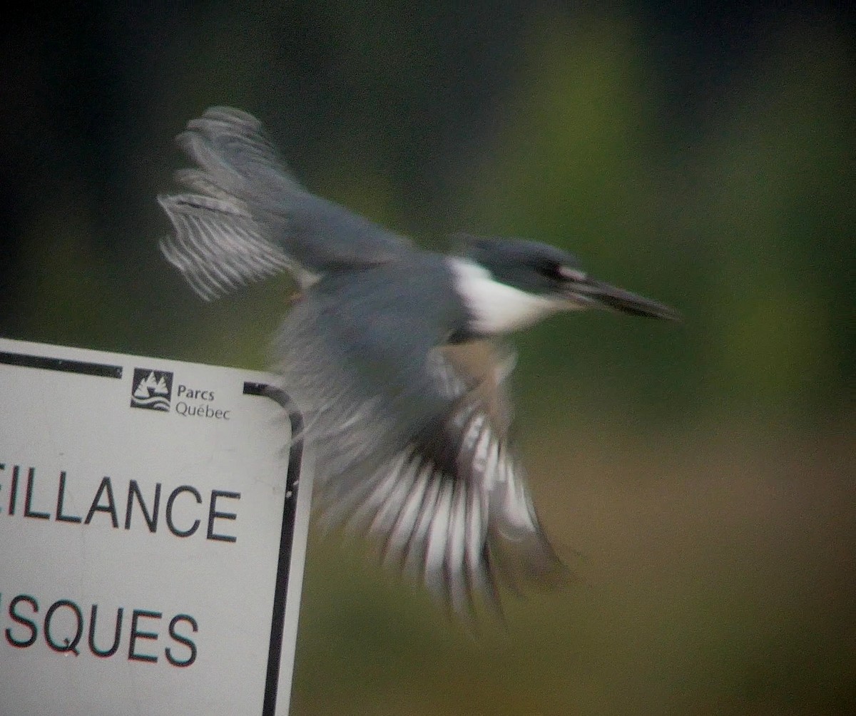 Belted Kingfisher - ML488072861