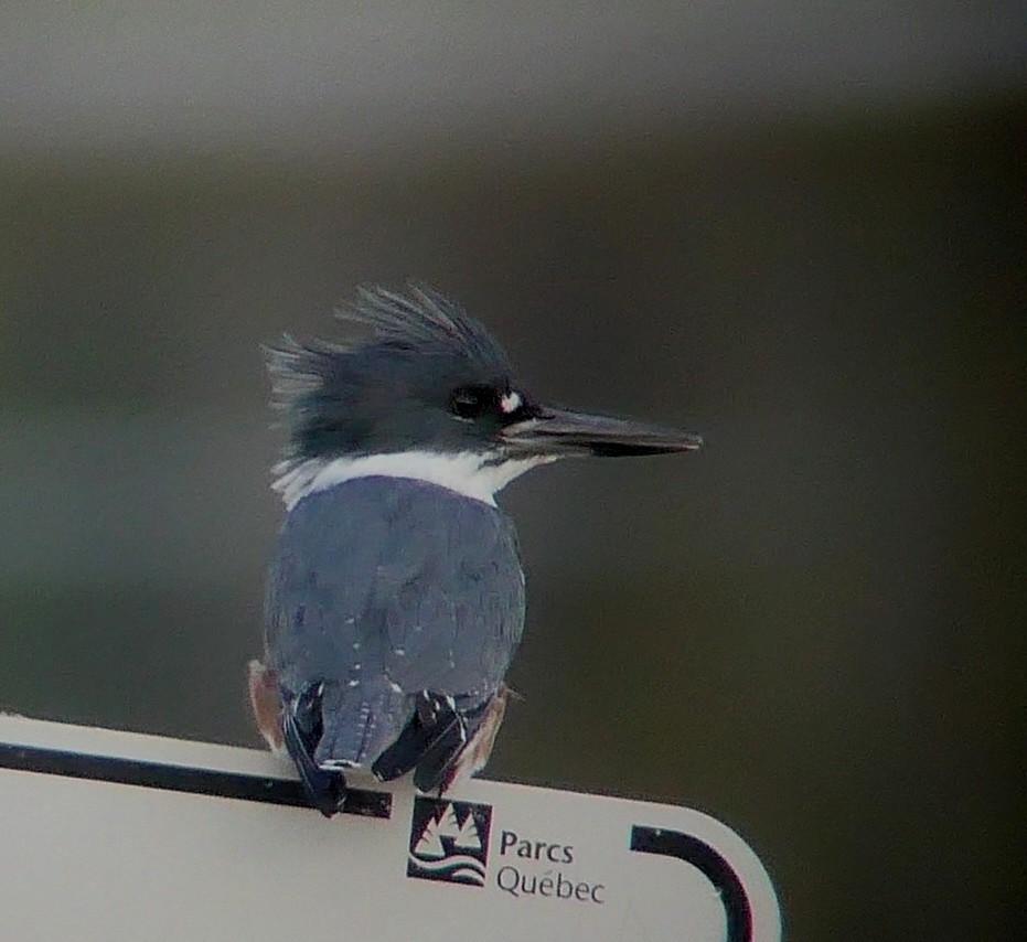 Belted Kingfisher - ML488074471