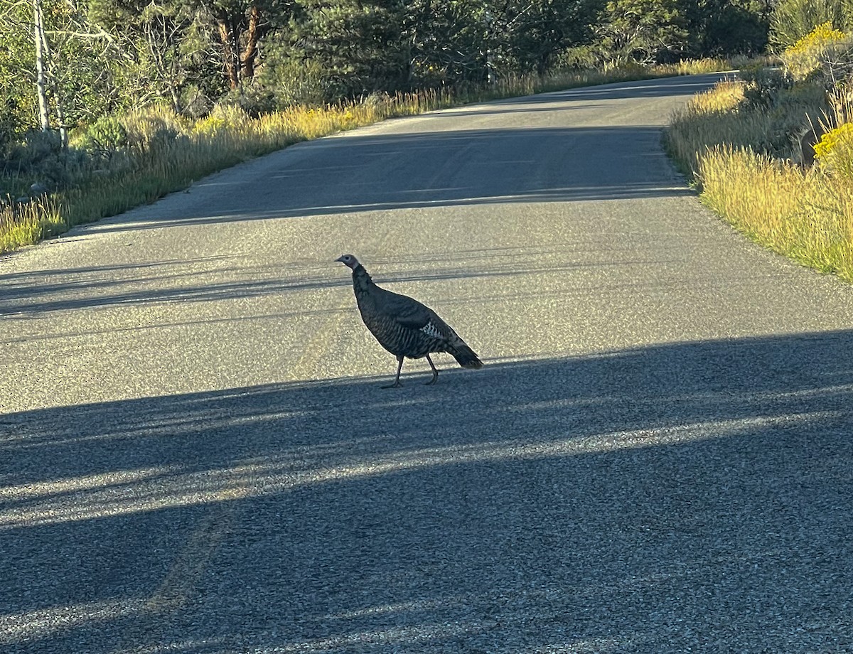 Ebird Checklist Sep Great Basin Np Species