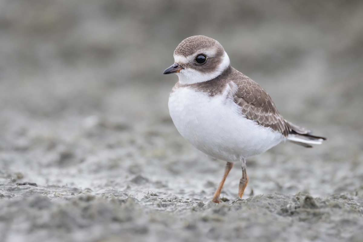 Semipalmated Plover - ML488079221