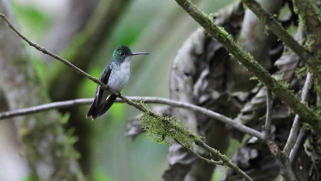 Andean Emerald - ML488080