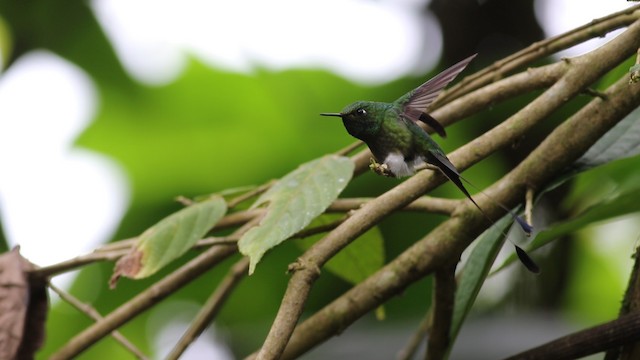 White-booted Racket-tail - ML488086