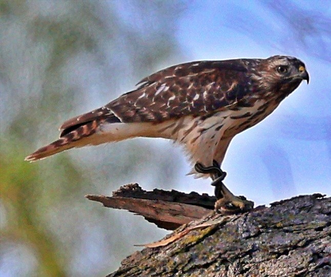 Red-tailed Hawk - ML488089171
