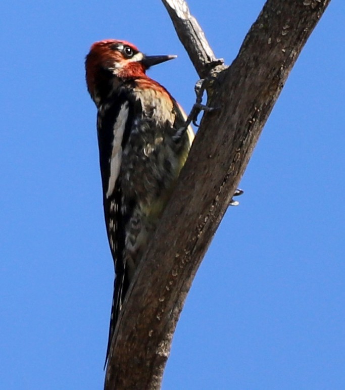Red-breasted Sapsucker - ML488089181