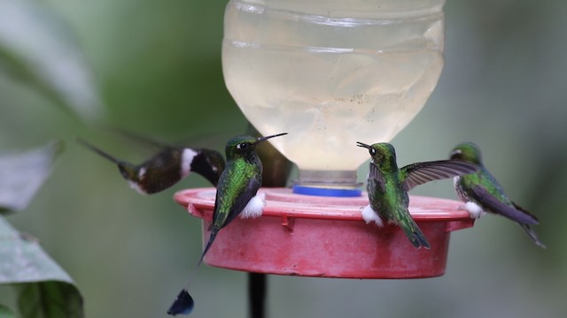 White-booted Racket-tail - ML488095