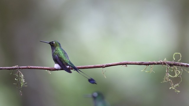 White-booted Racket-tail - ML488097