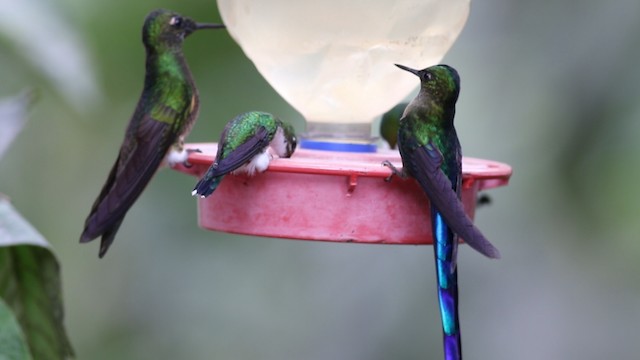 Long-tailed Sylph - ML488098