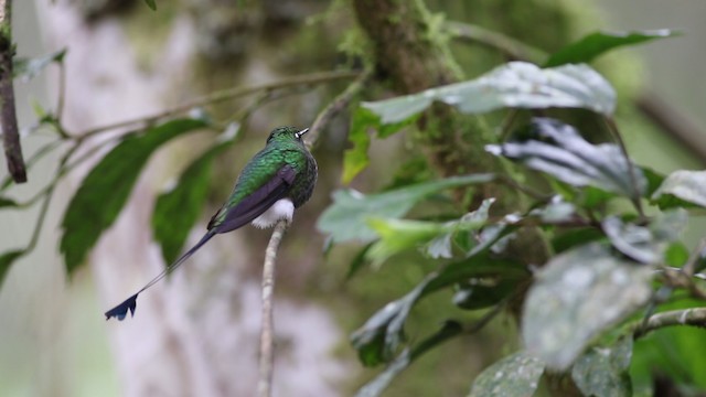 White-booted Racket-tail - ML488101