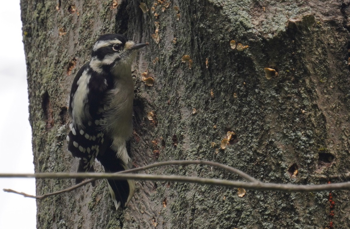 Downy Woodpecker - ML488102891