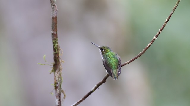 White-booted Racket-tail - ML488103