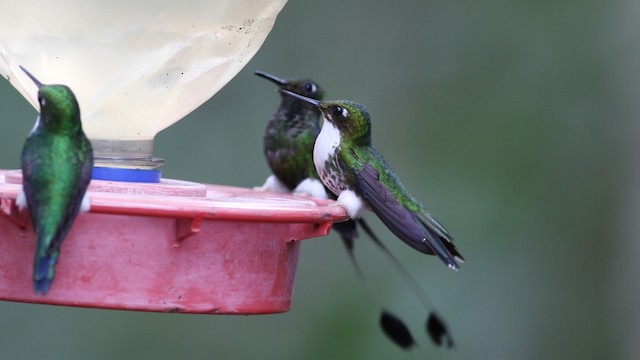 White-booted Racket-tail - ML488107