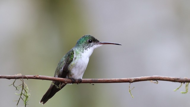 Andean Emerald - ML488109