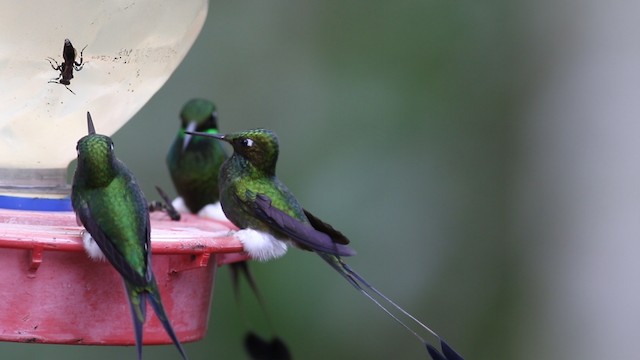 White-booted Racket-tail - ML488110