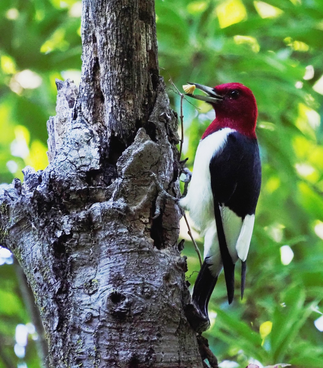 Red-headed Woodpecker - ML488110731
