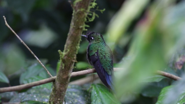 Green-crowned Brilliant - ML488113