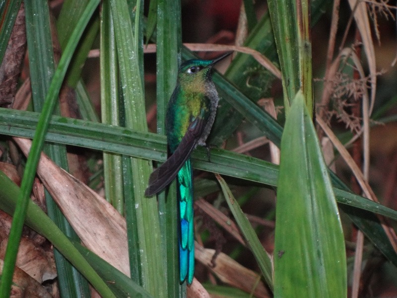 Long-tailed Sylph - ML48811541