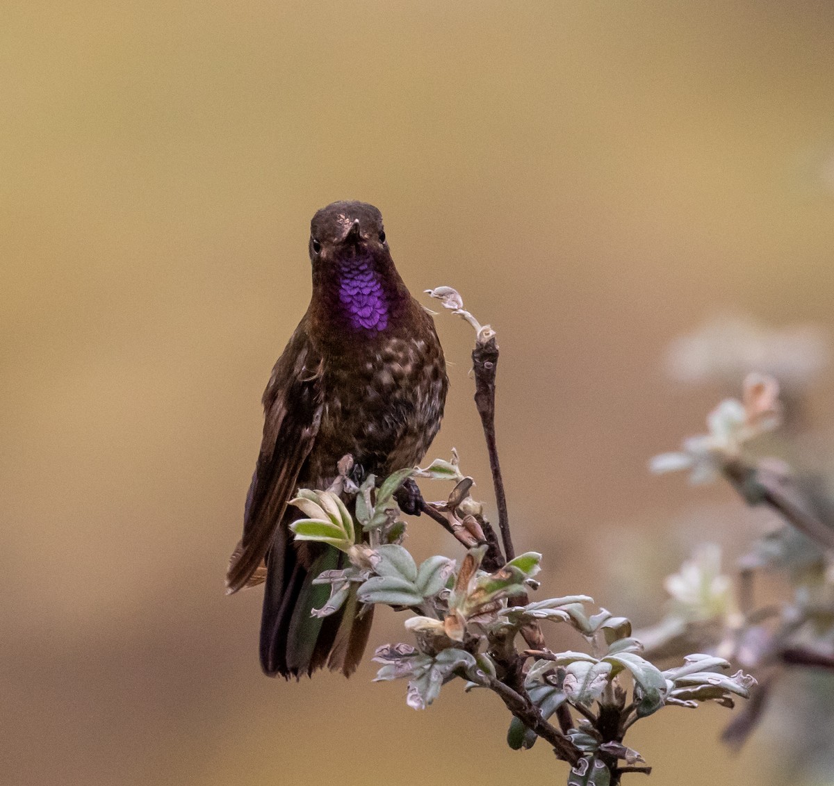 Violet-throated Metaltail - ML488121771