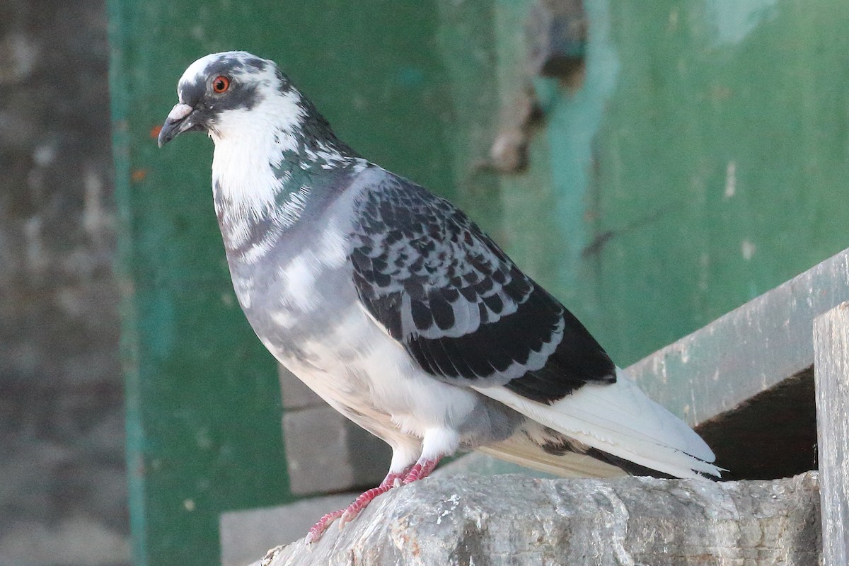 Rock Pigeon (Feral Pigeon) - ML488122741