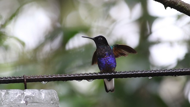 kolibřík hyacintový - ML488125