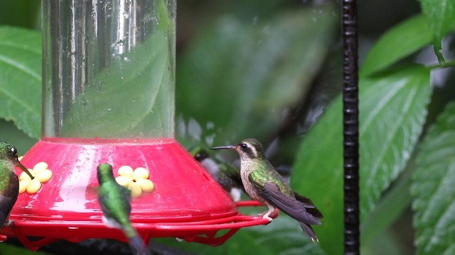 Speckled Hummingbird (maculata) - ML488126