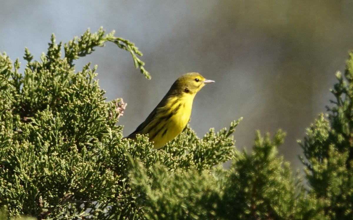 eBird Checklist - 27 Sep 2022 - Jones Beach SP--West End - 25 species