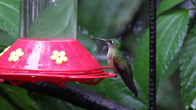 kolibřík hnědobřichý - ML488128