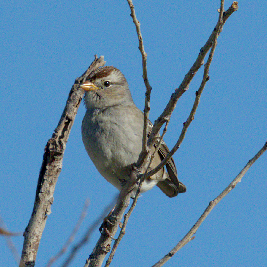 White-crowned Sparrow (Gambel's) - ML488128301