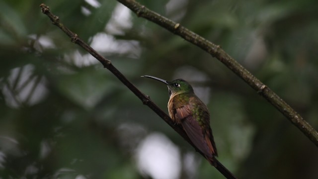 kolibřík hnědobřichý - ML488129
