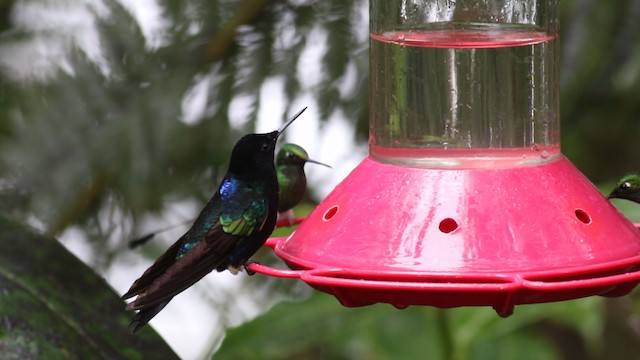 kolibřík hyacintový - ML488130