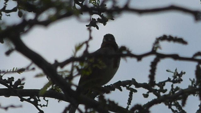 Rufous-collared Sparrow - ML488132221