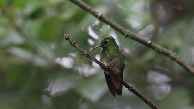 kolibřík žlutoocasý - ML488134