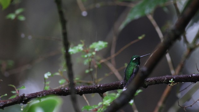 kolibřík skvrnoocasý - ML488135