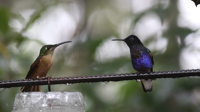 kolibřík hyacintový - ML488136