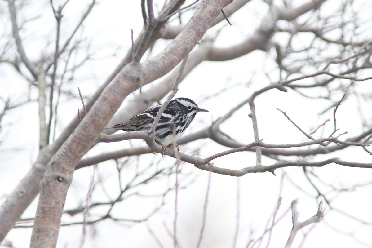 Black-and-white Warbler - ML48813611