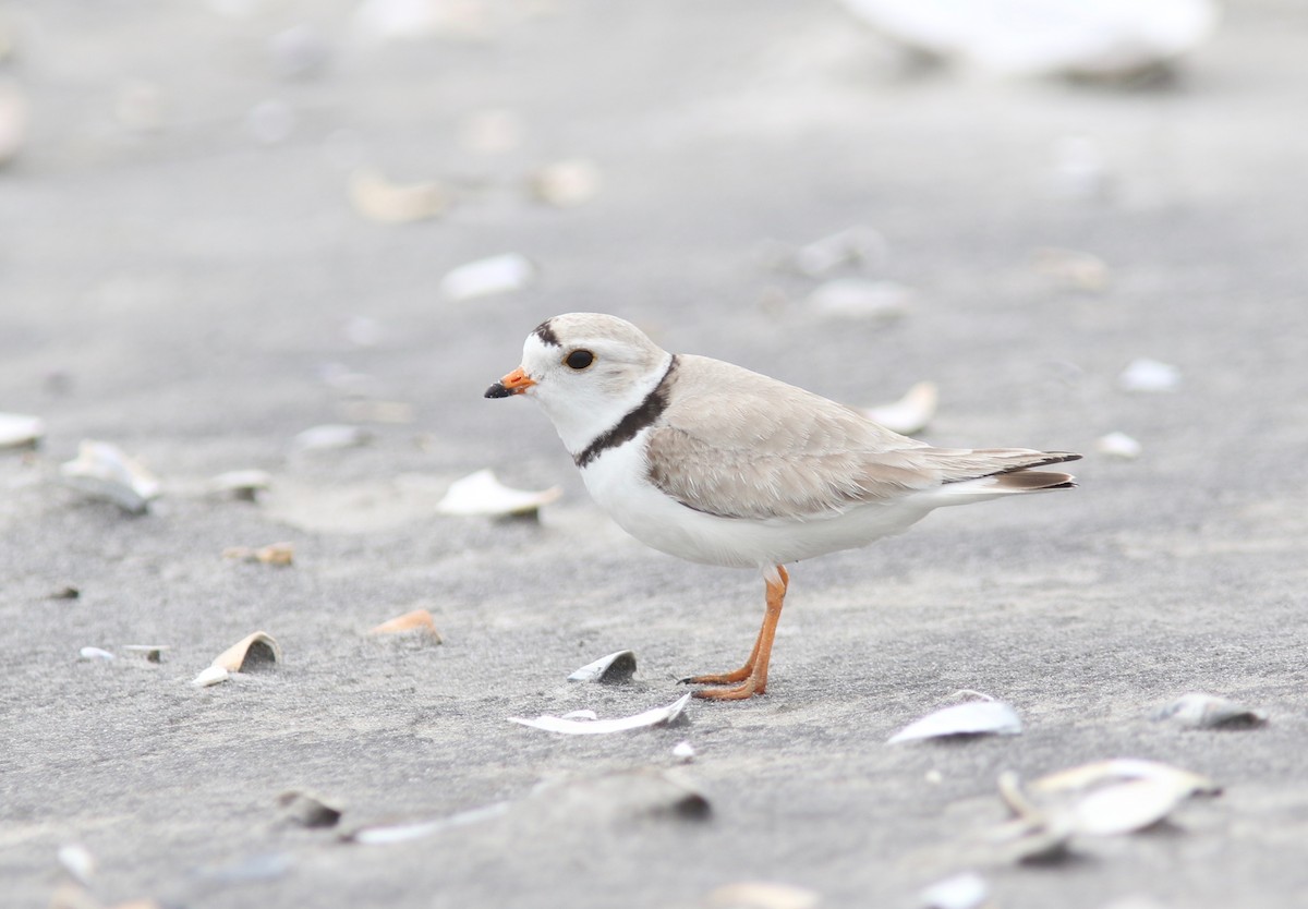 Piping Plover - ML48813651