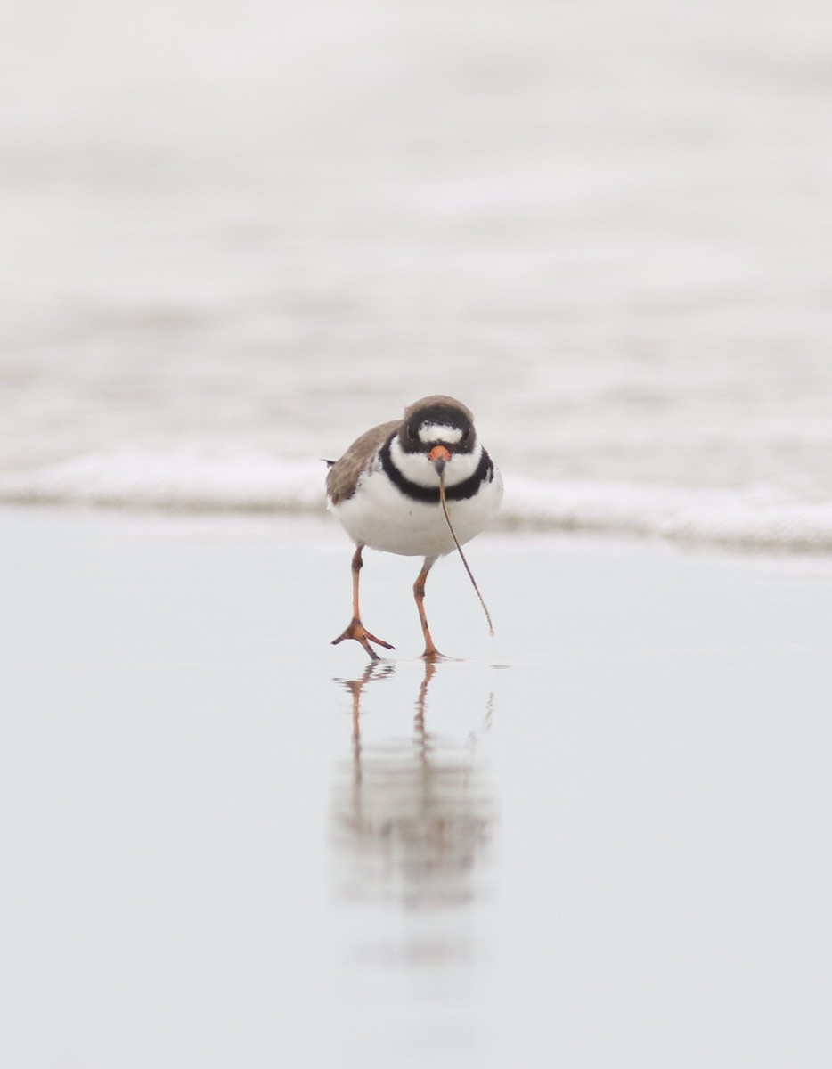 Semipalmated Plover - ML48813671