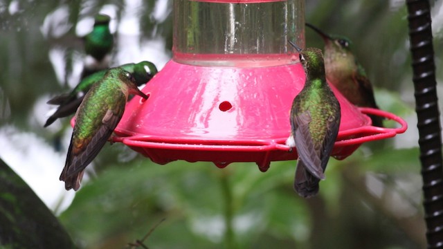 kolibřík hnědobřichý - ML488137