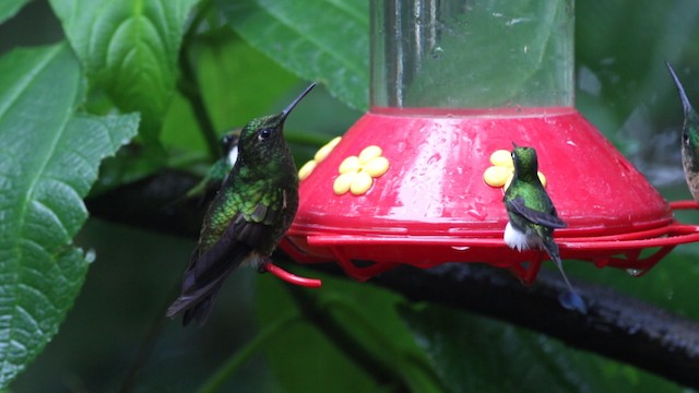 kolibřík subtropický - ML488138