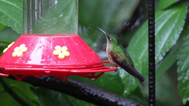 kolibřík hnědobřichý - ML488139