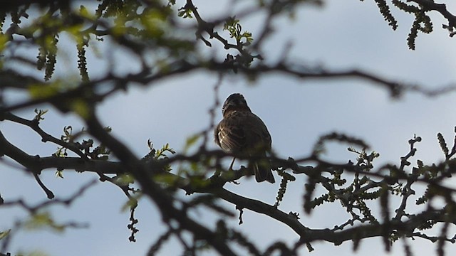 Rufous-collared Sparrow - ML488139521