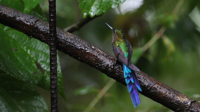 Long-tailed Sylph - ML488140