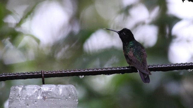 kolibřík hyacintový - ML488141