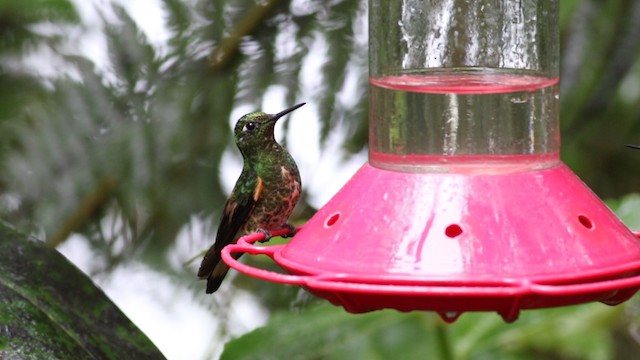 kolibřík žlutoocasý - ML488143