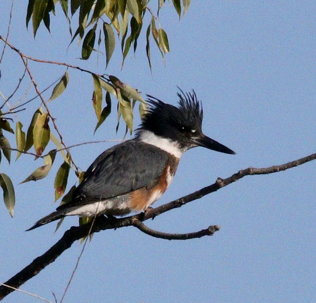 Belted Kingfisher - Jay & Judy Anderson