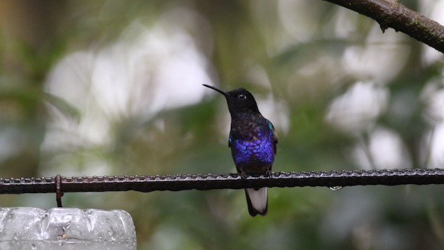 kolibřík hyacintový - ML488145