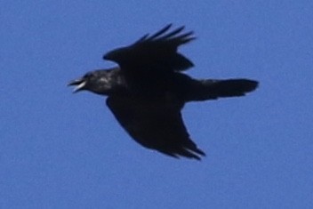 Common Raven - ML48814611