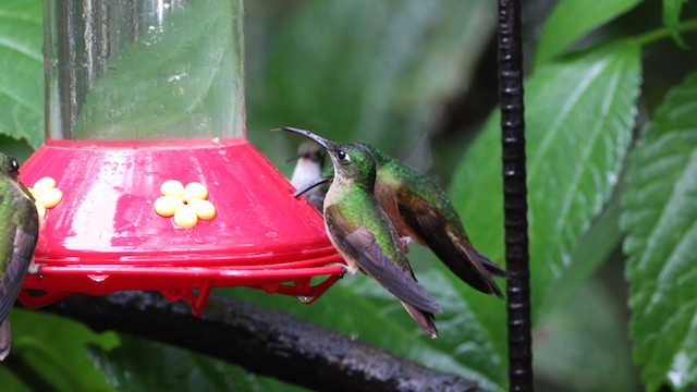 kolibřík hnědobřichý - ML488148