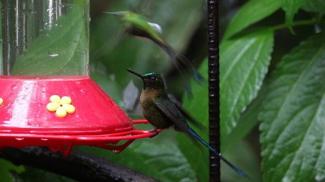 Long-tailed Sylph - ML488151