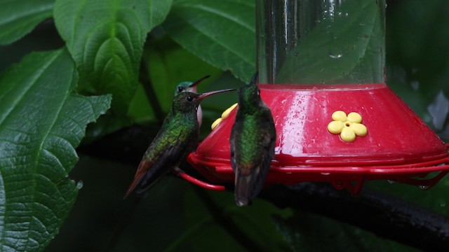 kolibřík rezavoocasý [skupina tzacatl] - ML488152