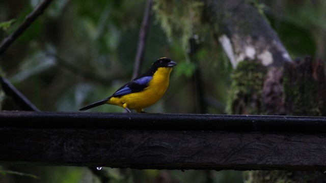 Blue-winged Mountain Tanager (Blue-winged) - ML488153